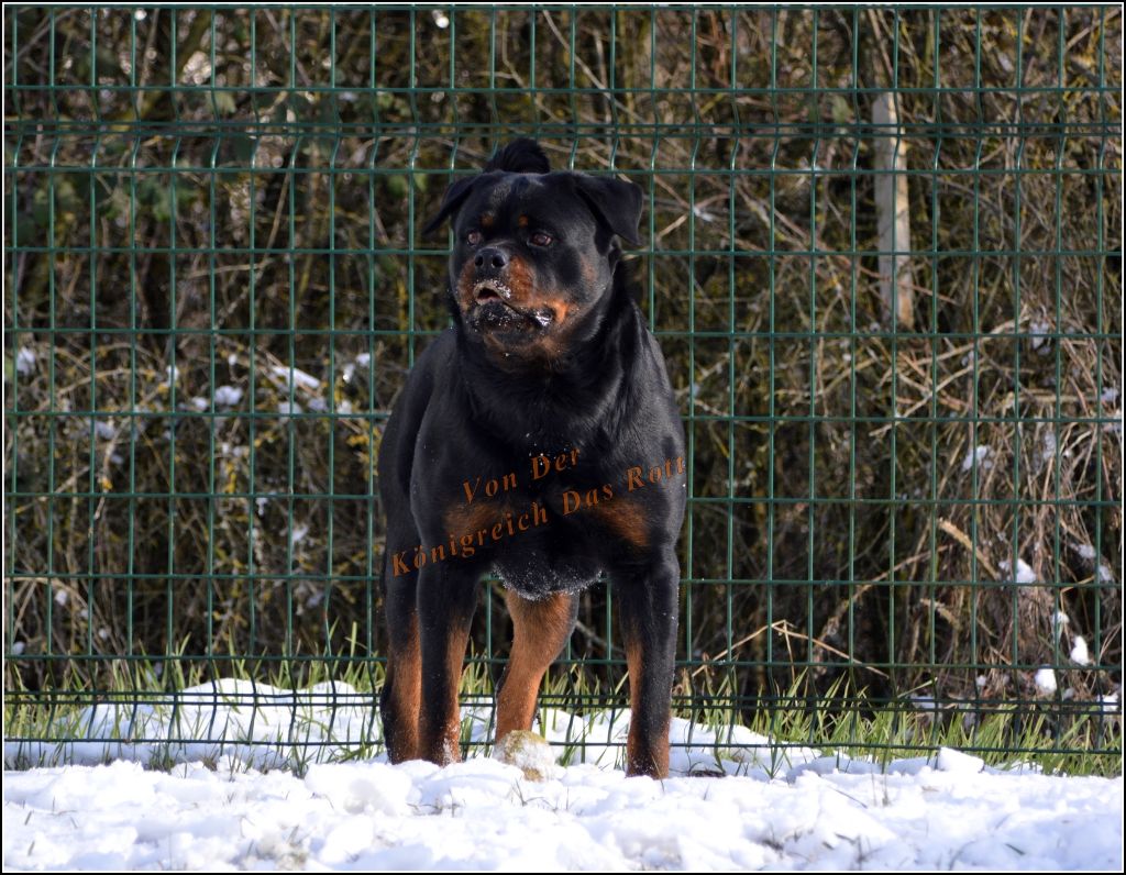 CH. Manoa Imperial Warrior