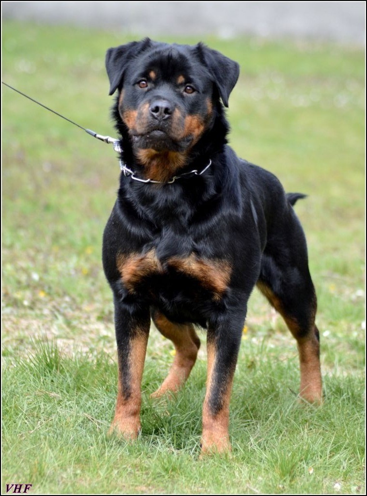 CH. Ohana Von Der Königreich Das Rott
