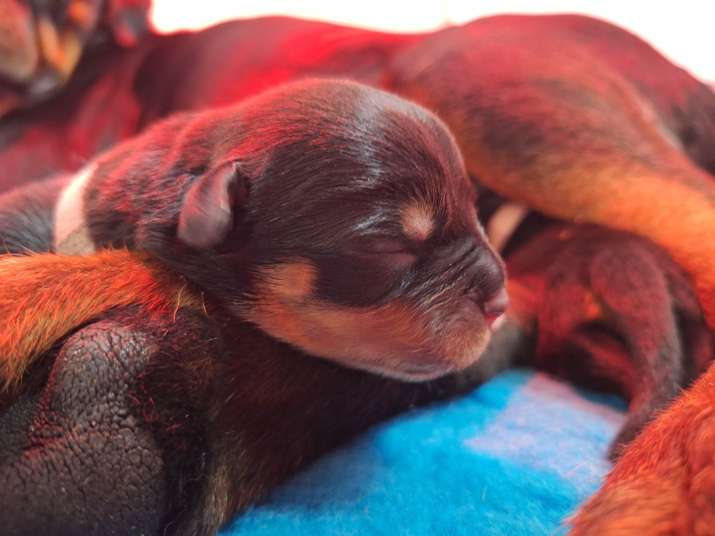 Chiot Rottweiler von haus ferapie
