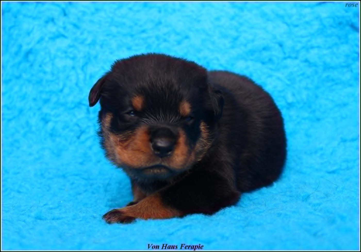 von haus ferapie - Chiots disponibles - Rottweiler