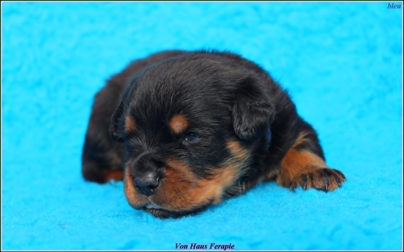 von haus ferapie - Chiots disponibles - Rottweiler