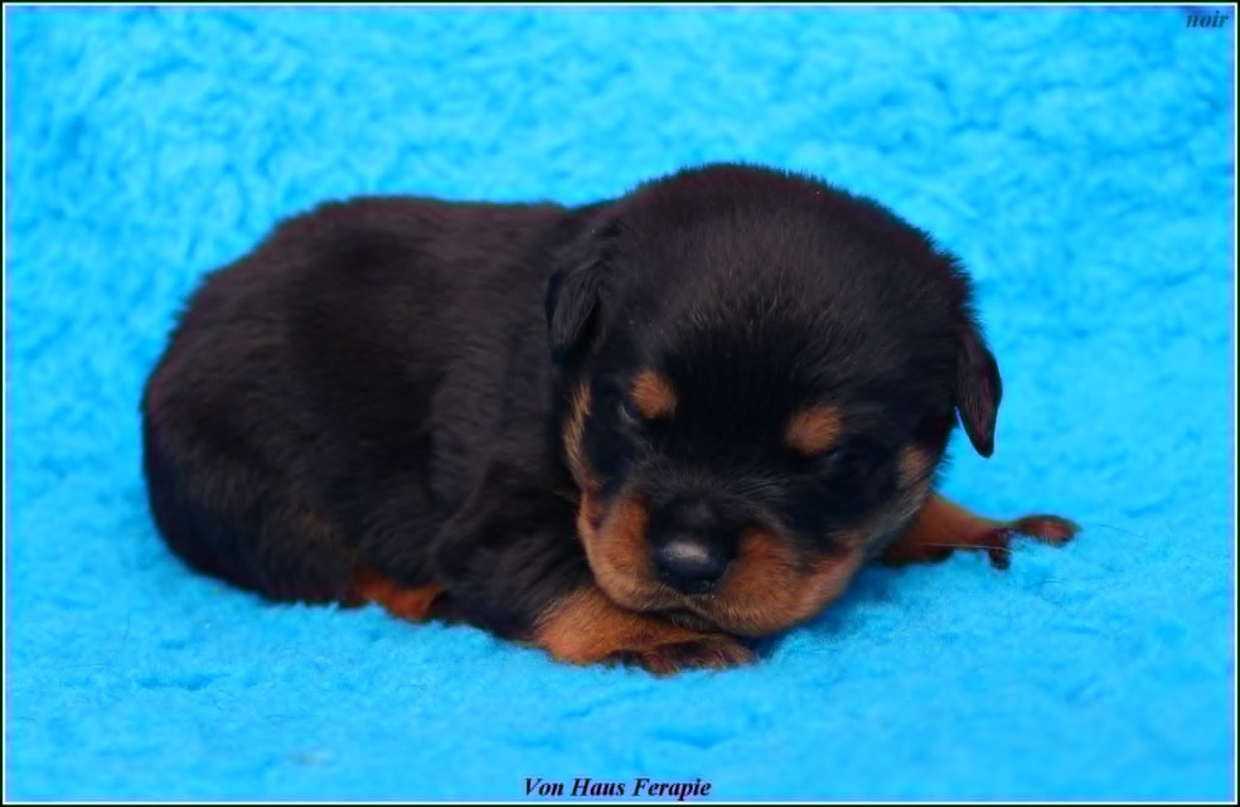 von haus ferapie - Chiots disponibles - Rottweiler