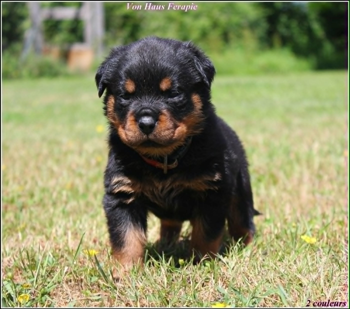 von haus ferapie - Chiots disponibles - Rottweiler