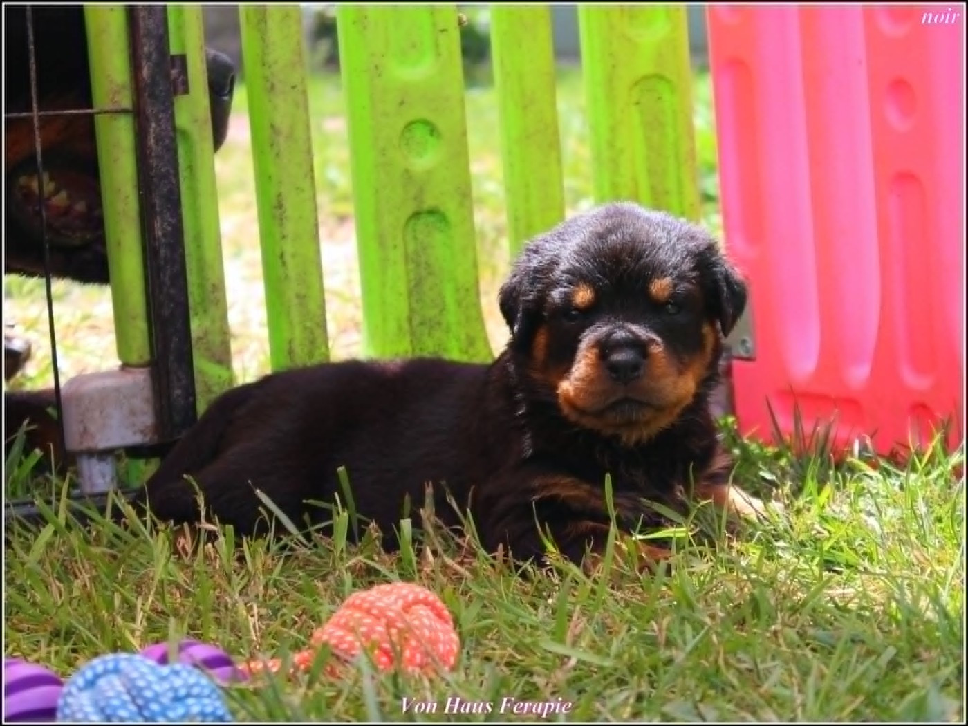 von haus ferapie - Chiots disponibles - Rottweiler