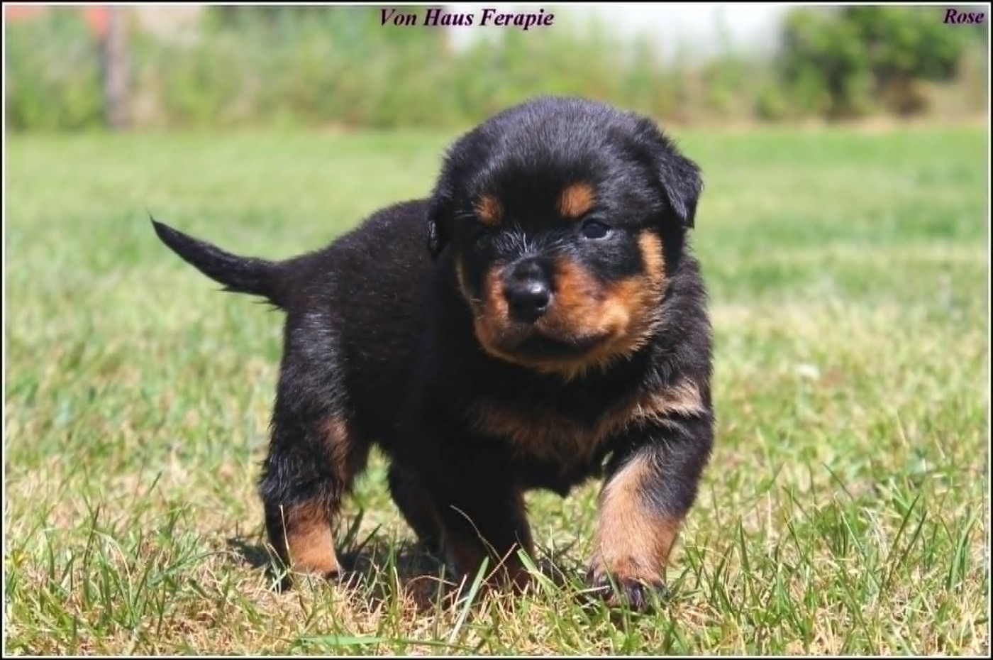 von haus ferapie - Chiots disponibles - Rottweiler