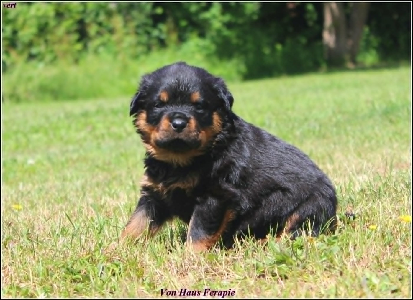 von haus ferapie - Chiots disponibles - Rottweiler