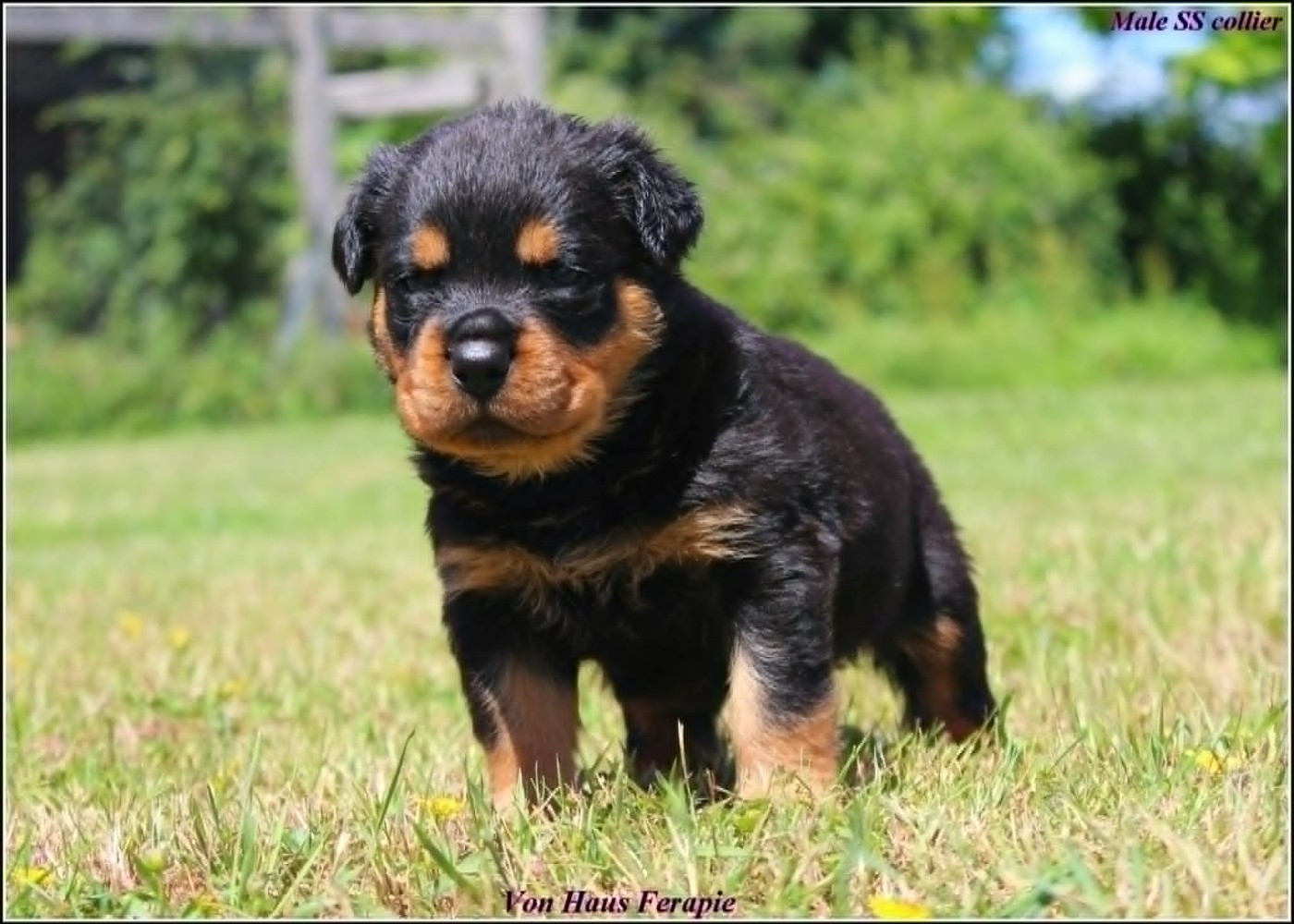 von haus ferapie - Chiots disponibles - Rottweiler