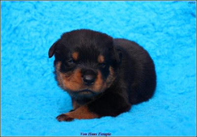 CHIOT 1