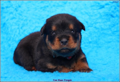 CHIOT 2