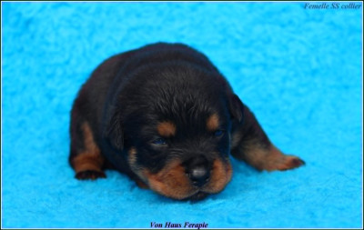 CHIOT 3