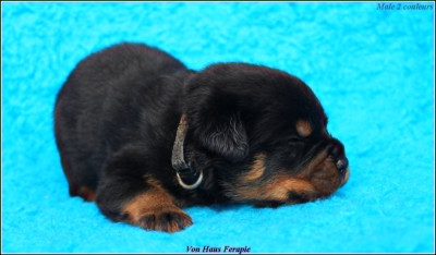 CHIOT 5