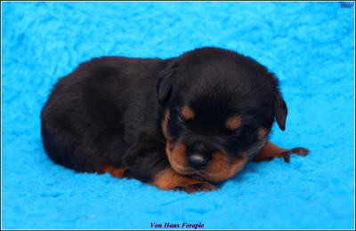 CHIOT 7