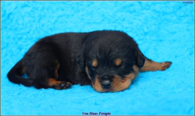 CHIOT 8