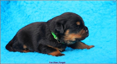 CHIOT 9