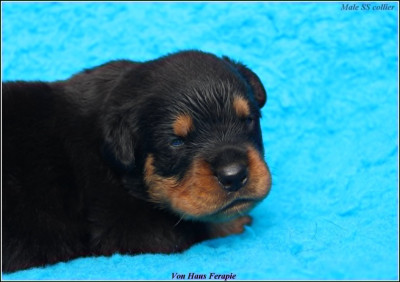 CHIOT 4